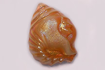 Top Shell Paperweight photo